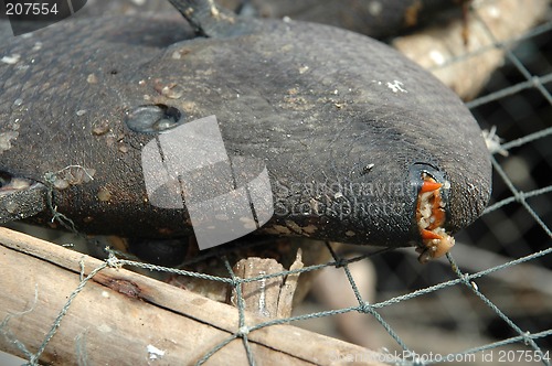 Image of Rotten fish