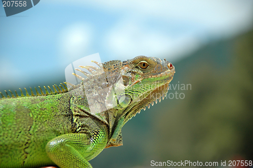 Image of Green animal