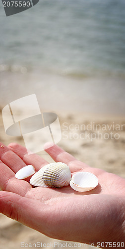 Image of Scallop