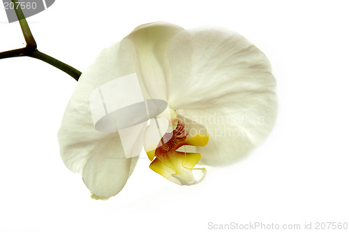 Image of White orchid