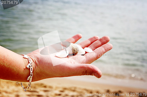 Image of Scallop