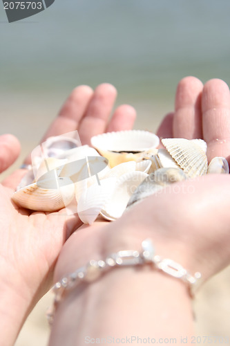 Image of Scallop