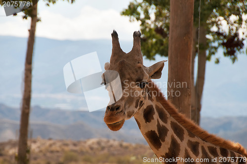 Image of Portrait of giraffe watching on you