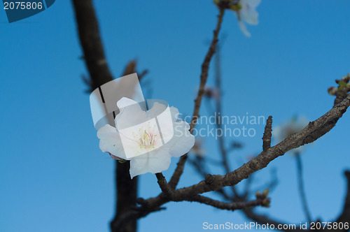 Image of Almond tree flower