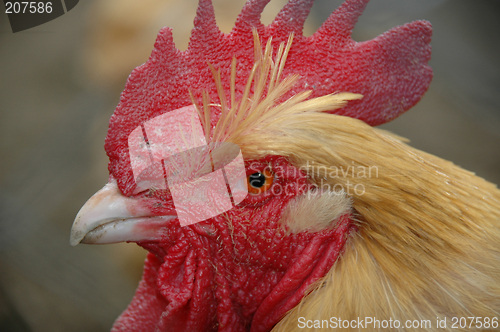 Image of Rooster