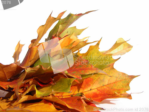 Image of leaves