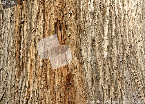 Image of Tree Bark Background