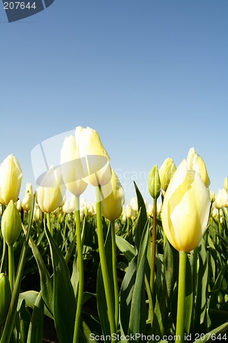 Image of Yellow tulips