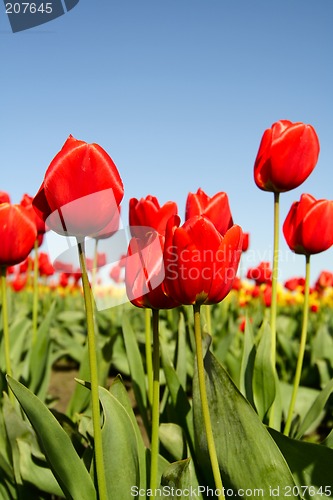 Image of Red tulips