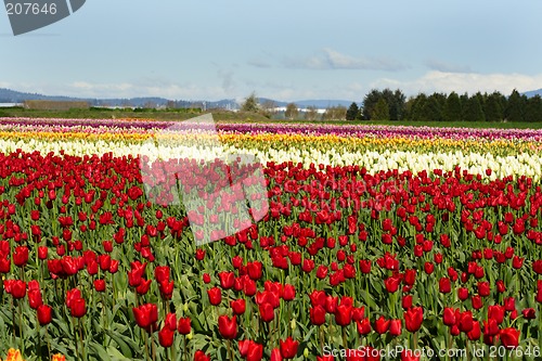 Image of Tulip field