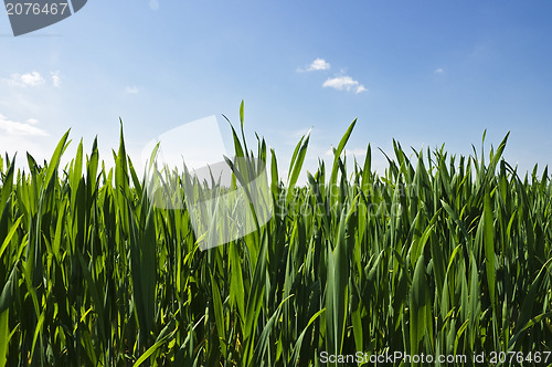 Image of Green grass