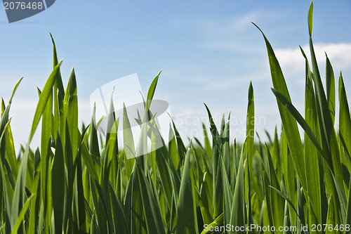 Image of Green grass