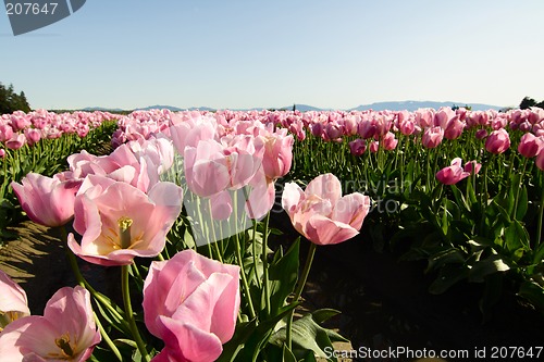 Image of Pink tulips