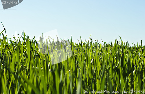 Image of Grass