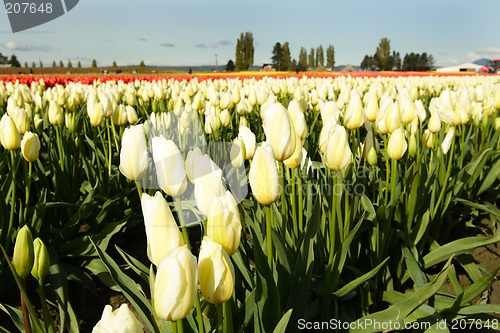 Image of Yellow tulips