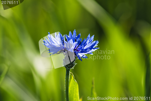 Image of cornflower 