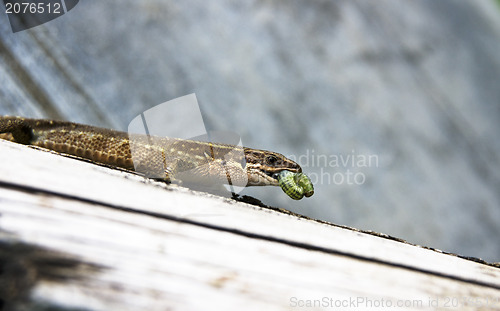 Image of Lizard