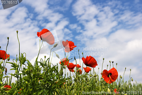 Image of Poppy