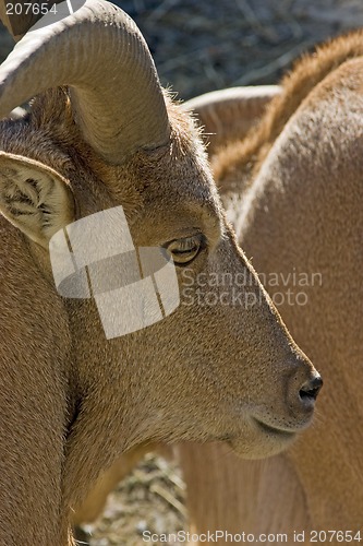 Image of Mountain Goat