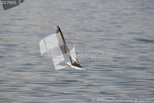 Image of spreading wings