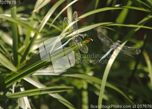 Image of Dragonfly Posing