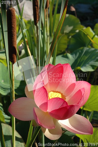 Image of Lotus & Bullrush