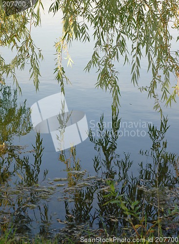 Image of Willow's Reflection