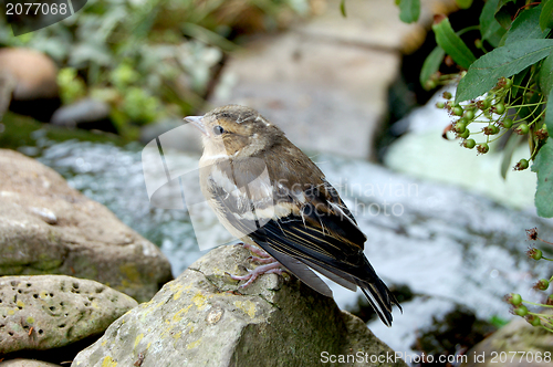 Image of Baby chaffinch perched on rocks around a garden pond