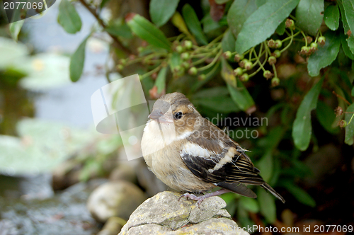 Image of Young chaffinch standing alone on rock