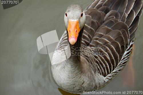Image of Greylag goose floating calmly on still waters