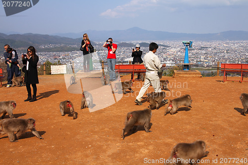 Image of Monkey park in Arashiyama, Kyoto