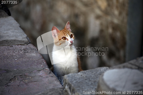 Image of Young cute kind domestic cat