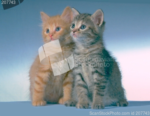 Image of twin kittens