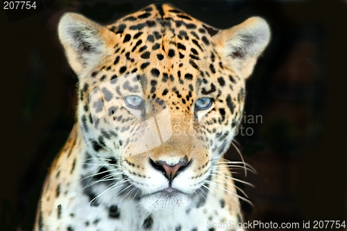 Image of baby jaguar head shot