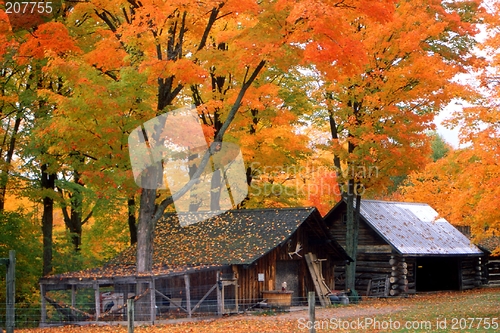 Image of muskoka fall colours