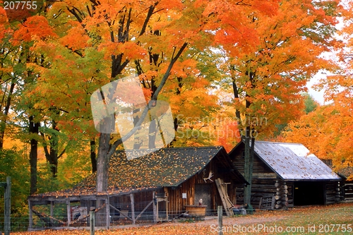 Image of muskoka fall colours