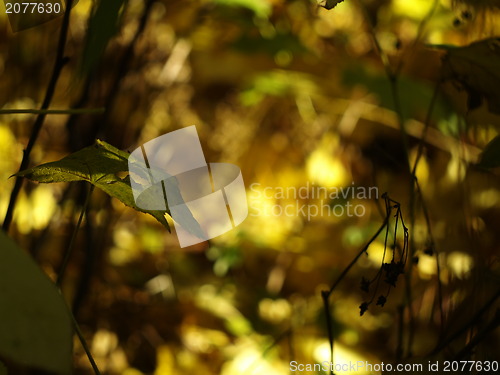 Image of bokeh