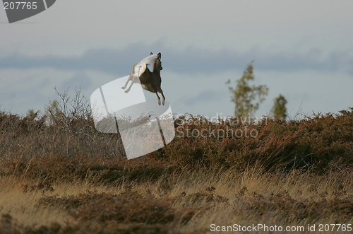 Image of jumping deer