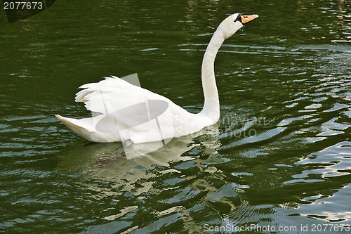 Image of Swan