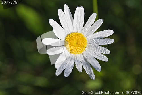 Image of Daisy