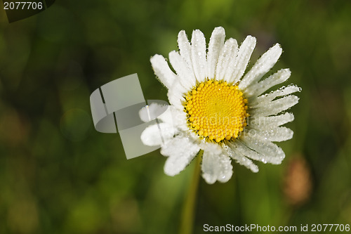 Image of Daisy