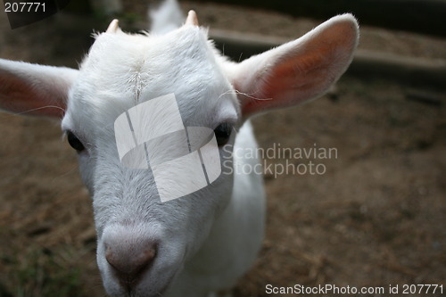 Image of a lucky goat