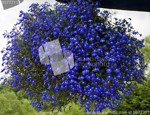 Image of Blue flower