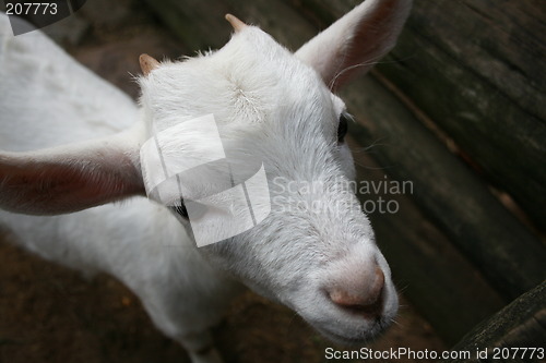 Image of a lovely goat