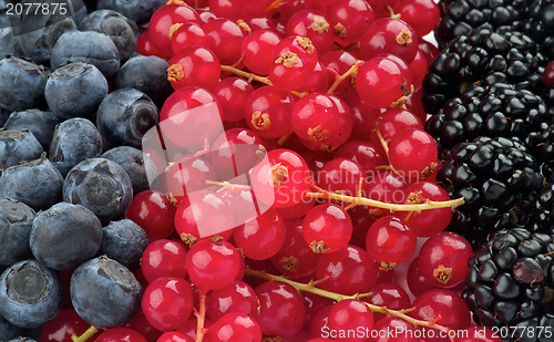 Image of Background of Berries 