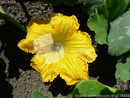 Image of yellow zucchini flower