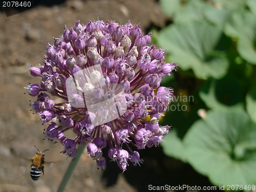 Image of bee on onion flower