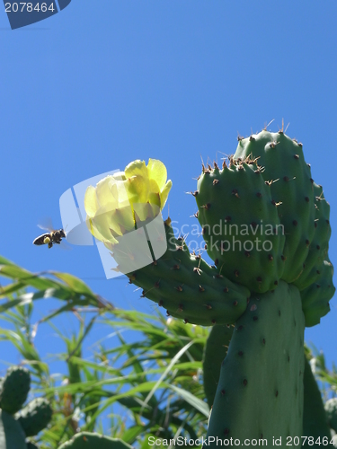 Image of yellow flower and bee