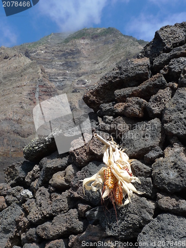 Image of drying corn