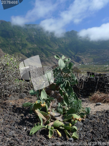 Image of cactus and landscape